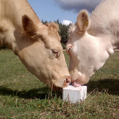Il recinto ad alta resistenza Accessories Nutrition Cow del ODM lecca il blocco