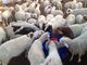 Un termo abbeveratoio di plastica 1.5m di quattro fori per le pecore