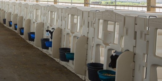 Penna per vitelli di alta qualità in LLDPE bianco La scelta ideale per un allevamento sicuro e confortevole