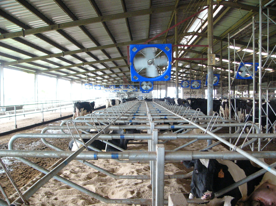 Forza Ventilatore di circolazione per bestiame a doppio strato in PE con potenza di ingresso di 410w e diametro di 38 lame