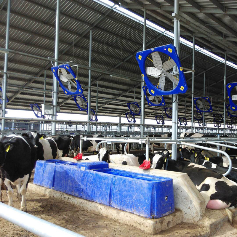 Abbeveratoio per bovini economico per irrigazione intensiva. Lunghezza 400 cm. Larghezza 67 cm.