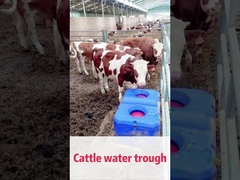 LLDPE Blue Cow Waterer La soluzione perfetta per la gestione del bestiame